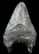 Juvenile Megalodon Tooth - Venice, Florida #36698-2